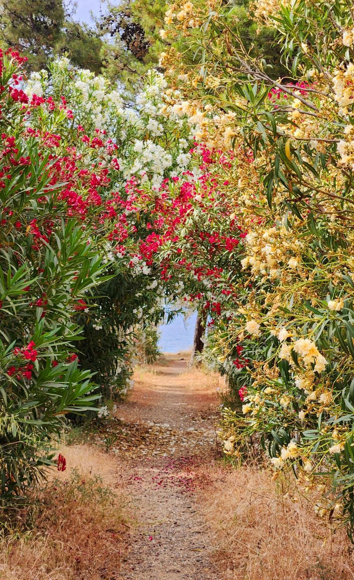 Pine Beach Holiday Home 2 Bedrooms 50 Meters To The Beach Kalyves Polygyrou المظهر الخارجي الصورة
